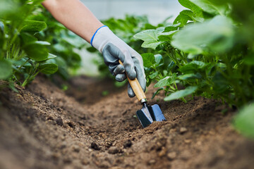 Gardeners hands planting and picking vegetable and potato from backyard garden. Gardener in gloves...