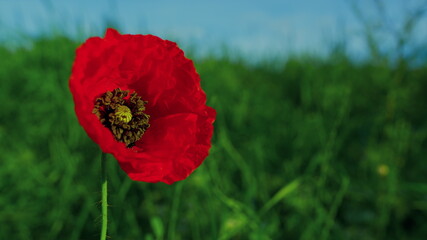 One red papaver flower growing at green grass field. Closeup lonely poppy flower