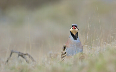 Chukar partridge (Alectoris chukar), Greece