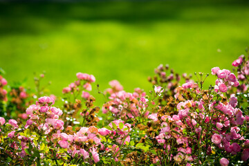 Obraz premium pink flowers in the garden. flowers and green background