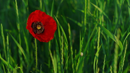 Closeup single opened poppy flower growing spring day. One vivid papaver petal