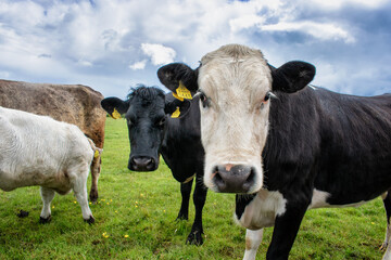 Cows in Field Up Close