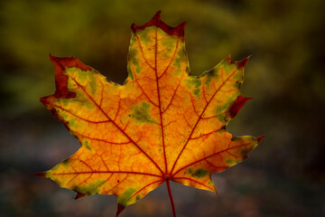 Yellow autumn leaf close up on cloudy fall day with blurred background