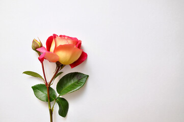 pink roses on a wooden background