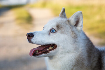 Portrait of the husky dog on the path