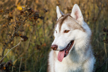 Portrait of the husky dog in the dry bush