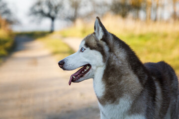 Naklejka premium Portrait of the husky dog on the path
