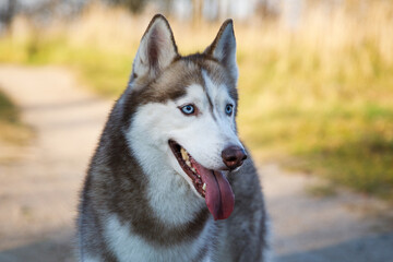 Portrait of the husky dog on the path