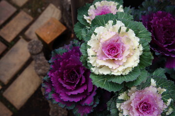 bouquet of roses