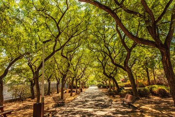 Naklejka premium Green avenue of trees in a city park
