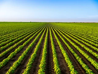 Foto auf Acrylglas View of soybean farm agricultural field against sky © oticki