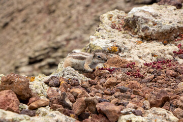 Striped Meerkat on sandy rocky ground in Fuerteventura Canaries 