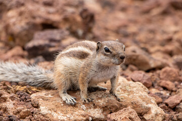 Striped Meerkat on sandy rocky ground in Fuerteventura Canaries 