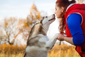 The dog breeder is speaking with her husky dogs in autumn forest - 468566000