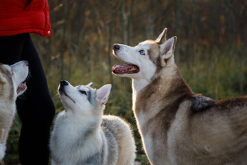 Husky dogs on feeding outdoors