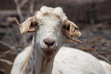 Funny wildlife goat on rocky ground in playa de cofete Fuerteventura  