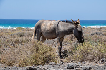 Wildlife Donkey stands on the road in Fuerteventura near the Beach 