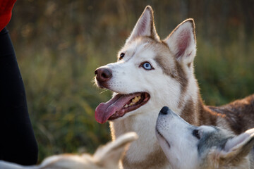 Husky dogs on feeding outdoors