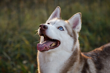Portrait of the husky dog in the dry bush
