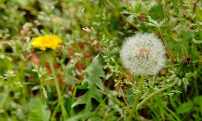 dandelion in the grass
