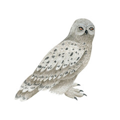 Watercolor illustration of a white owl isolated on a white background.