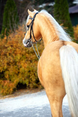  portrait of beautiful  palomino sportive welsh pony posing in nice stable garden. back view. autumn season