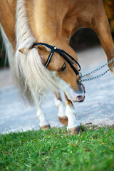  portrait of beautiful  palomino sportive welsh pony. close up