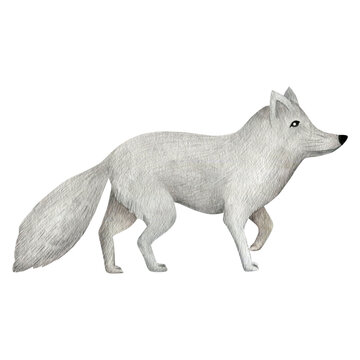 Watercolor illustration of a white fox isolated on a white background. 