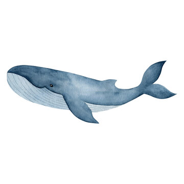 Watercolor illustration of a whale isolated on a white background.