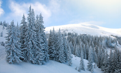 Fototapeta na wymiar Winter landscape resort in mountains of fir forest covered with snow on blue sky background