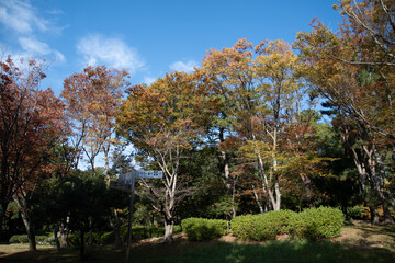 Fototapeta premium 落葉樹の林が紅葉でカラフルになった公園の風景