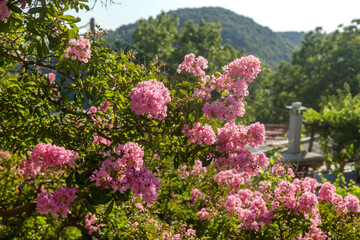 A decorative bush (Lagerstroemia indica) with crimson inflorescences close-up