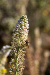 A bee collecting nectar on a sunny, spring day