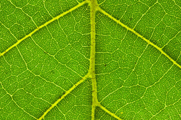 Obraz premium Macro image of big tropical leaf veins
