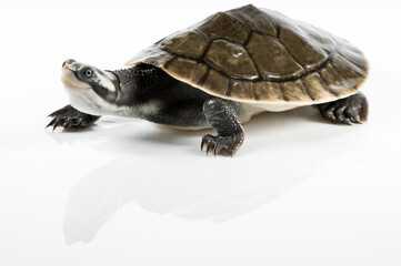 Obraz premium turtle isolated on white background