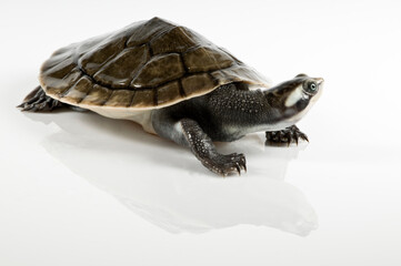 turtle isolated on white background