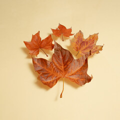 autumn leaves with shadow against cream background. flying in the air. abstract art. modern vintage flat lay