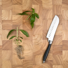 Fototapeta na wymiar concept image of plant cut in half on chopping board with Knife