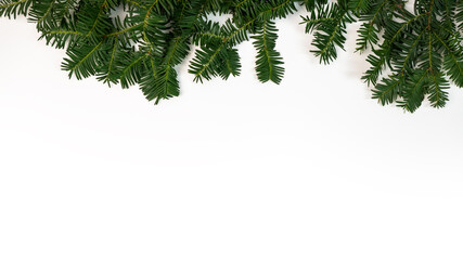 Frame of green pine branch isolated on white background and space for text.