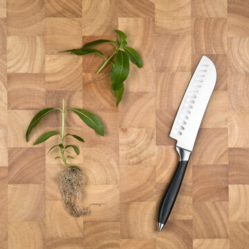 concept image of plant cut in half on chopping board with Knife