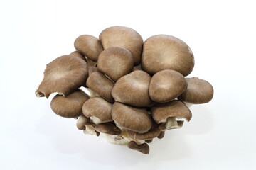 霜降りひらたけ（新潟県産）