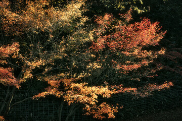 金色に輝く紅葉