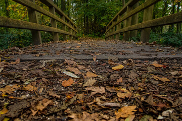 Countryside landscape, Typical Dutch polder with flat and low land, Green meadow and wooden bridge, Small canal or ditch on the field along the road, Cronensteyn, Leiden, Netherlands