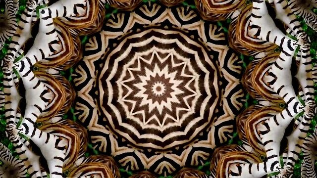 Kaleidoscopic video of zebras strolling through the African savannah