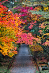 鮮やかな紅葉のトンネル
