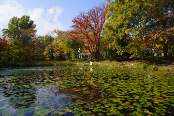大野池（北海道大学構内）