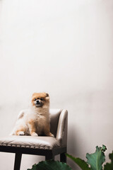 Puppy pomeranian on a chair (2)