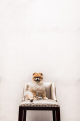 Puppy pomeranian on a chair