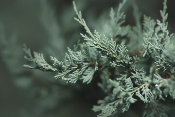 Close up image of green needle of conferous fir tree.Macro photography with selective focus and...