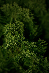 Close up image of green needle of conferous fir tree(Platycladus orientalis).Macro photography with selective focus and very shallow depth of field.Spring time background.
